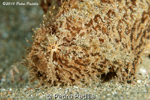 Frogfish with your fishing rod, waiting for his dinner. 
... by Pedro Padilla 